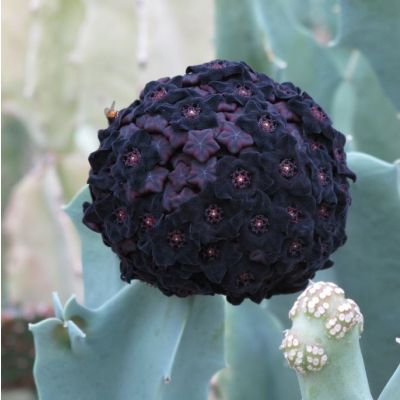 Graines Caralluma Acutangula