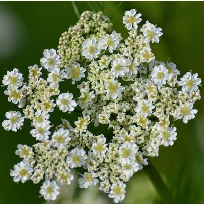 Graines Carvi (Carum carvi)