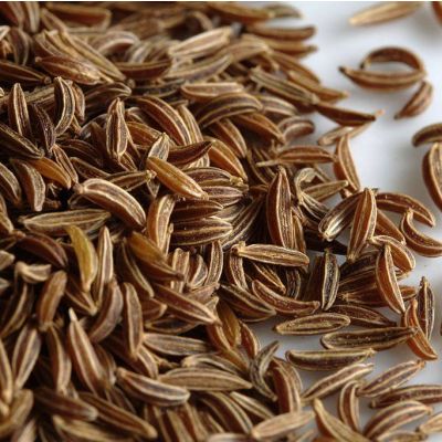 Caraway  (Carum carvi)