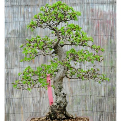 Graines Carpinus Turczaninowii