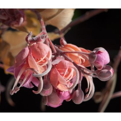 Graines Cassia grandis (Graines Bucut)