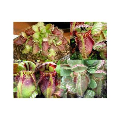 Cephalotus Follicularis Seeds (Australian Pitcher Plant)