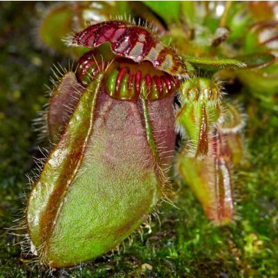 Graines Cephalotus Follicularis (Graines Plante Carnivore d'Albany)