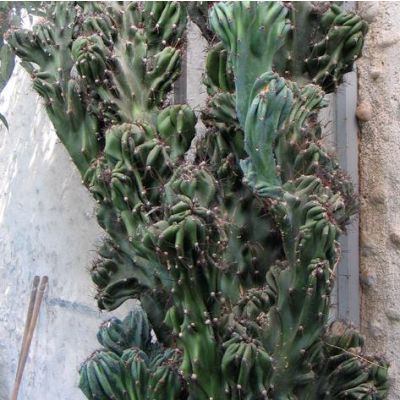 Graines Cereus Peruvianus Monstruosus