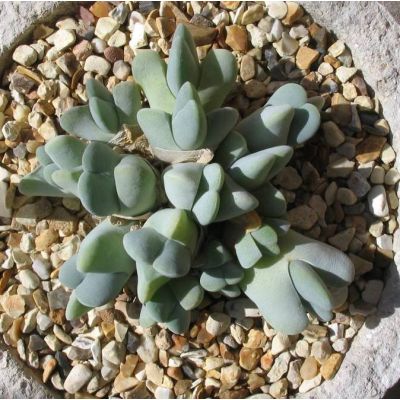 Graines Cheiridopsis (En Mélange)