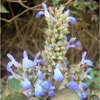 Graines Chia (Salvia hispanica) *BIOLOGIQUE*