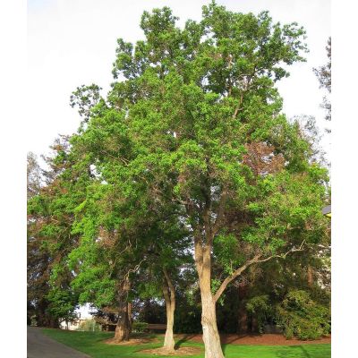 Graines Arbre à Suif  (Triadica sebifera)