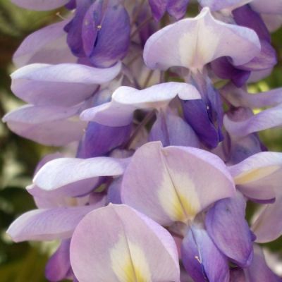 Graines Wisteria Sinensis Blue (Graines Glycine de Chine)