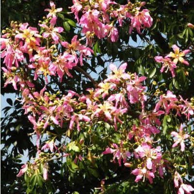 Chorisia Speciosa Seeds (Silk Floss Tree)