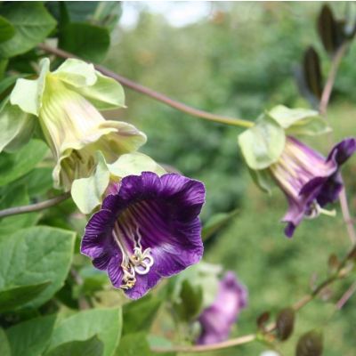 Graines Cobaea Scandens Mauve (Graines Cobée Grimpante)