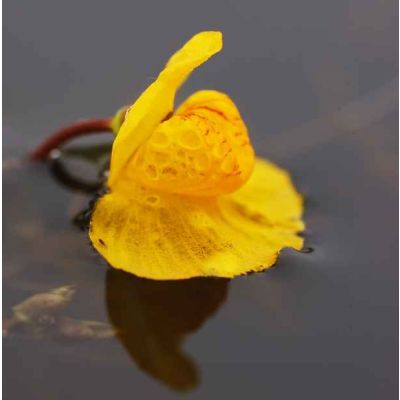 Graines Utricularia vulgaris (Utriculaire commune)