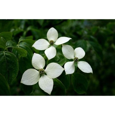 Graines Cornus Kousa Chinensis (Graines Cornouiller de Chine)