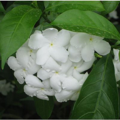 Graines Tabernaemontana Divaricata