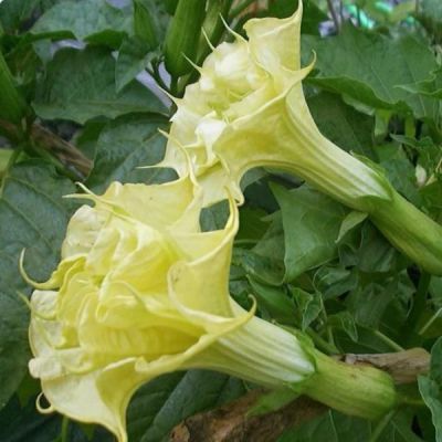 Graines Datura Jaune Double Frisé (Datura Jaune)