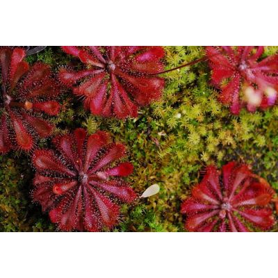 Graines Drosera Auyan Tepui (Sud Américaine)