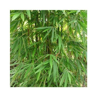 Graines Dendrocalamus Strictus (Graines Bambou Mâle)