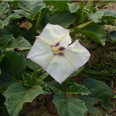 Graines Datura Discolor