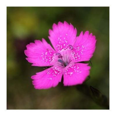Graines Dianthus Deltoides (Oeillet à delta, Oeillet des Landes)