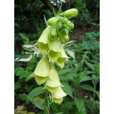 Graines Digitalis Grandiflora (Digitale à Grandes Fleurs Jaunes)