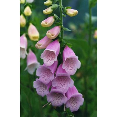 Graines Digitalis Purpurea Heywoodii