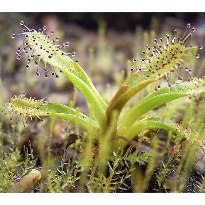 Graines Drosera Arcturi