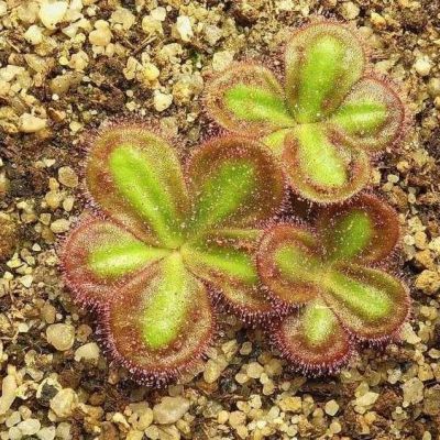 Graines Drosera Browniana