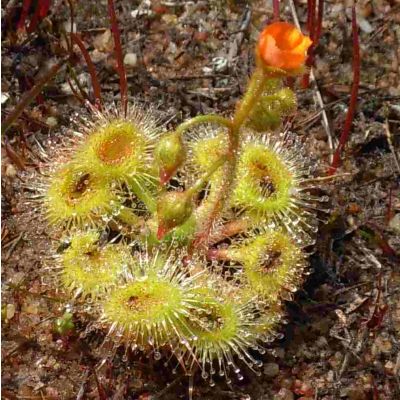 Graines Drosera Glanduligera (Australienne)