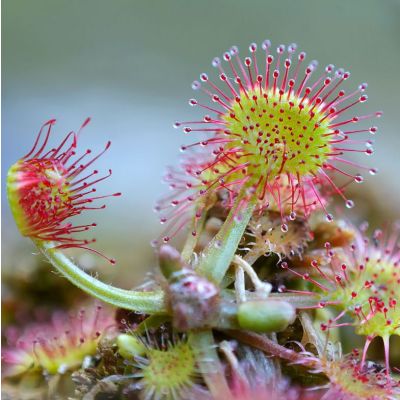 Graines Drosera Rotundifolia (Tempérée)