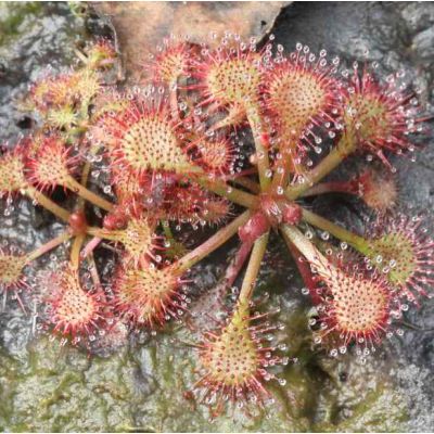 Graines Drosera Tokaiensis