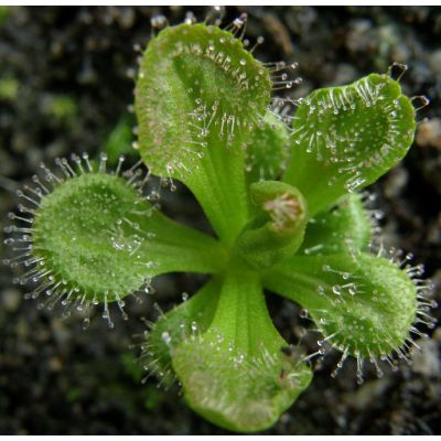 Graines Drosera Whittakeri