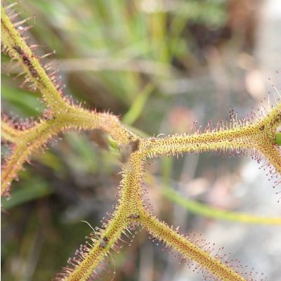 Graines Drosera Binata var. Dichotoma