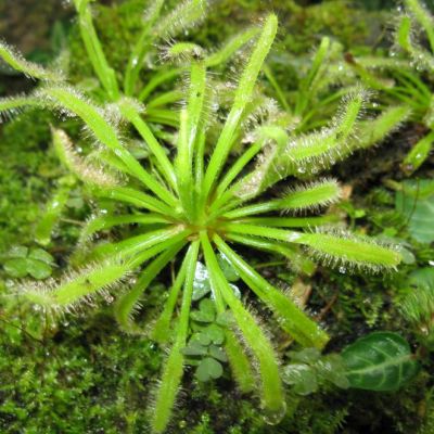 Graines Drosera Capensis (Sud Africaine)