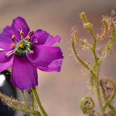 Graines Drosera Cistiflora (Sud Africaine)