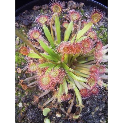 Graines Drosera Kenneallyi