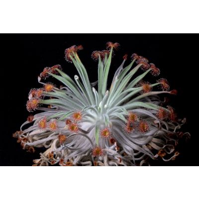 Graines Drosera Ordensis (Petiolaris-Complexe)