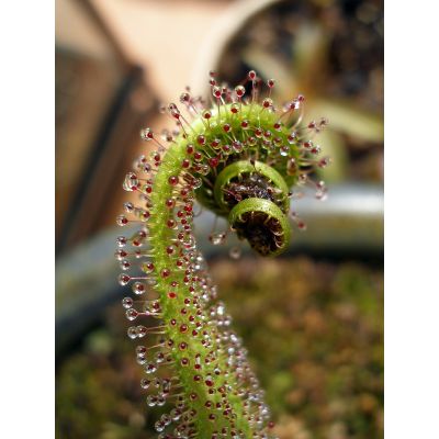 Graines Drosera Regia (Sud Africaine)