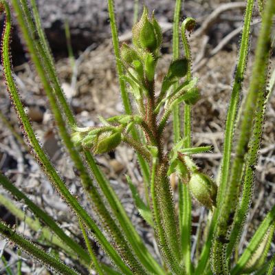 Graines de Drosophyllum Lusitanicum