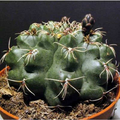 Graines Gymnocalycium Baldianum