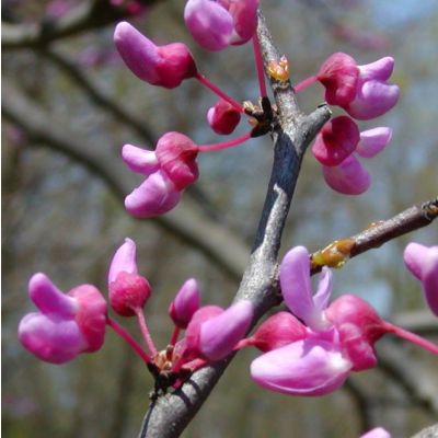 Graines Gainier du Canada (Cercis canadensis)