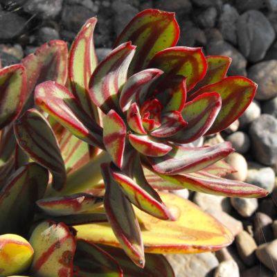 Graines Echeveria Nodulosa