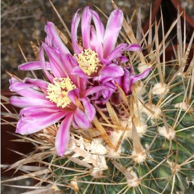 Graines Echinofossulocactus Crispatus