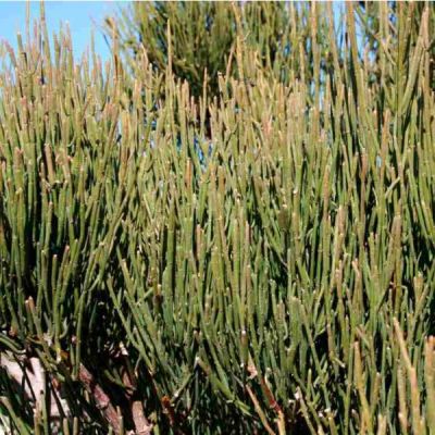 Graines Ephedra Sinica (Mahuang)