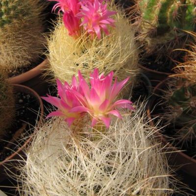 Graines Eriosyce Senilis Seeds 