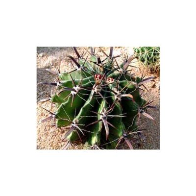 Graines Ferocactus (En Mélange)