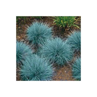 Festuca Ovina Glauca Seeds (Blue Fescue Grass Seeds)