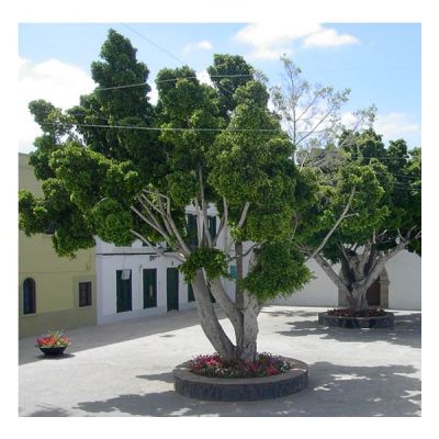 Graines Ficus Benjamina (Graines Figuier Pleureur)