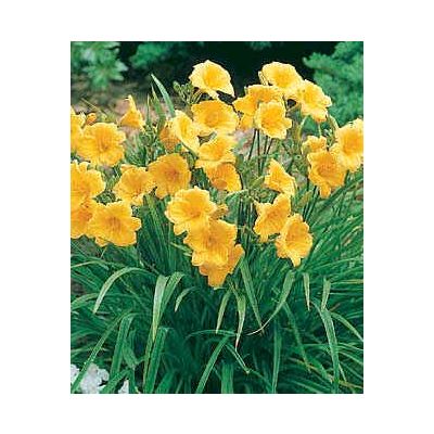 Daylily Stella d'Oro Diploid Seeds (Hemerocallis Seeds)