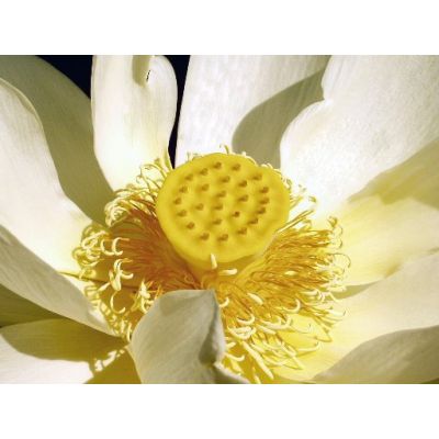 Graines Nelumbo Lutea (Graines Lotus Jaune d'Amérique du Nord)