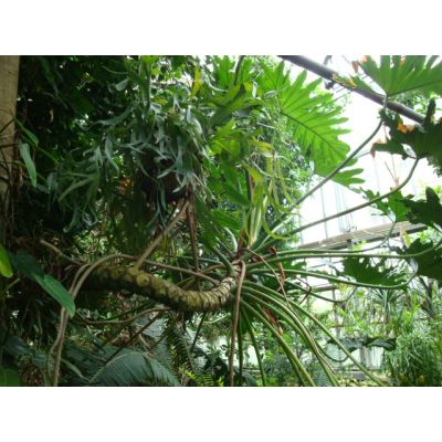 Graines Philodendron Bipinnatifidum (Selloum)