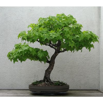 Graines Liquidambar Styraciflua (Graines Copalme d'Amérique)